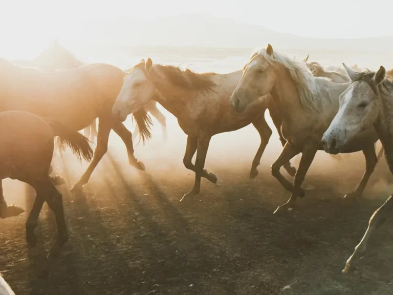 Free Horse Racing Picks: Review, Safety, Bonuses, and What Players Should Know